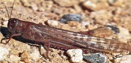اجلراد الüصحراوي )Schistocerca gregaria, Forskal( مقدمة : ينتمي اجلراد الüصحراوي اىل عائلة النطاط Acrididae ذات القرون القüصرية: