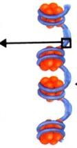 DNA الات أوال : يف اخلاليا حقيقة النواة متى تتكون : أثناء االنقسام الخلوي )عند انقسام الخلية(. كيف تتكون : يلتف ال DNA في نوى الخاليا حقيقة النواة ليشكل تراكيب متراصة هي الات.