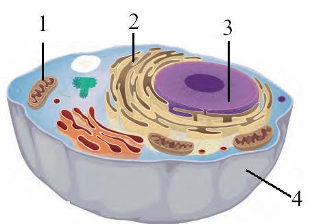 العضية التي تكون كبيرة في الخلية النباتية وصغيرة أو معدومة في الخلية الحيوانية هي النوية.