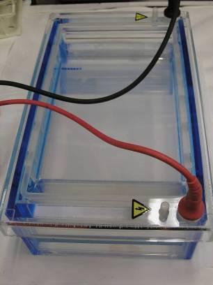 Running the Gel تشغيل الهالم Place the cover on the electrophoresis chamber, connecting the electrical leads.