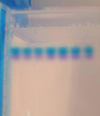 Cathode الكاثود (-) DNA (-) Wells الفتحات Bromophenol Blue البروموفينول األزرق Anode األنود (+) After the current is applied, make sure the Gel is running in the correct