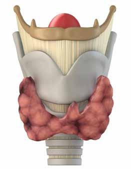 الغدة الدرقية Thyroid Gland هي غدة صغيرة وزنها الطبيعي حوالي 40 جم تقع في القسم األمامي من الرقبة وتتكون من جزئن )فصن( أمين وأيسر وتقوم بتصنيع وإفراز هرمونا الغدة الدرقية )الثيروكسن وثالث يود