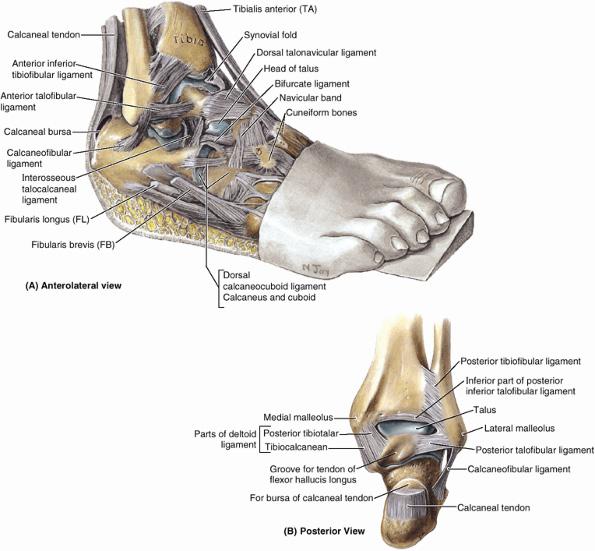 مفصل الكاحل Ankle Joint يتألف مفصل الكاحل من جوف مشكل من النهايتين السفليتين للظنبوب والشظية ويتالئم مع الجزء العلوي من عظم القعب.