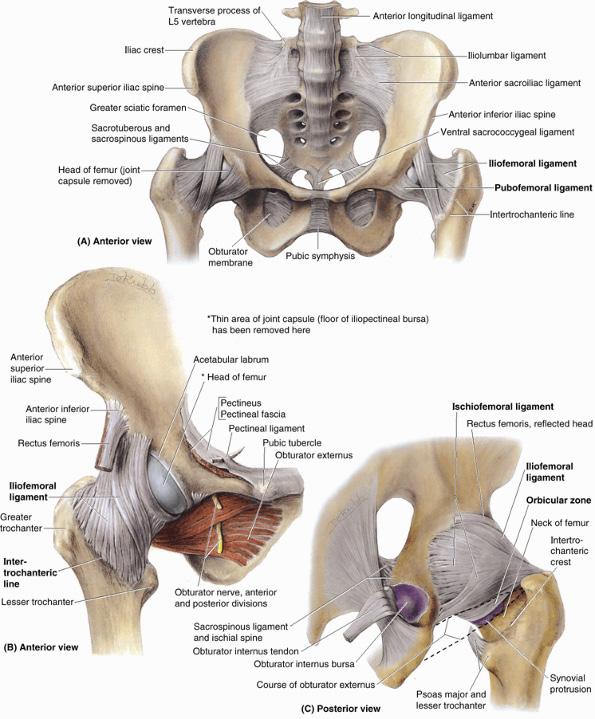 مفاصل الطرف السفلي Joints Of The Lower Limb البحث 12 مفصل الورك