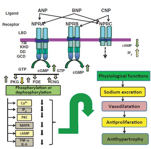 2.2.2 Natriuretic peptide receptors (NPRs) Three separated transmembranes NP receptors (NPRs) have been Known as NPR-A & B.