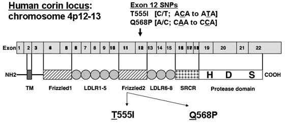 Figure ( 2.7): Corin enzyme structure (Moritoki et al., 1992).
