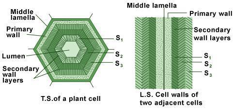 معمل 2 جدار الخلية والفجوة الجدار الخلوي: هو عبارة عن الهيكل الخارجي الذي يحيط بالخلية حيث يتكون من مكونات غير حية.