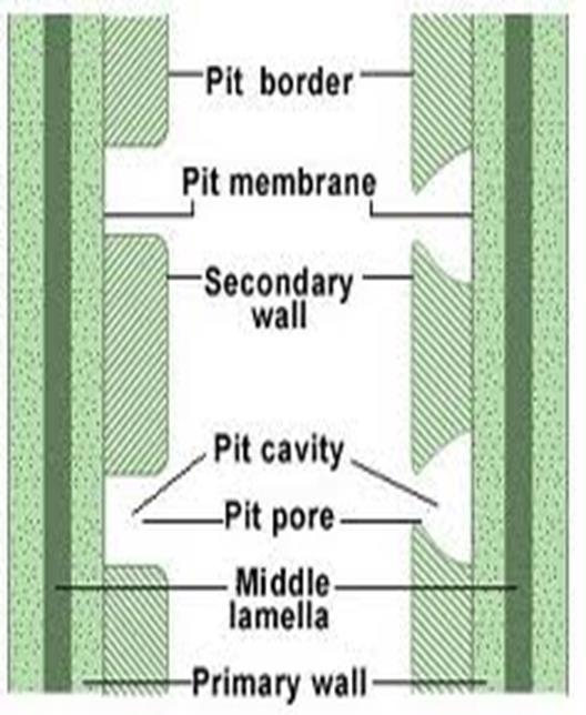 معمل 2 o الروابط بين الخاليا : وهناك عدة أنواع من الروابط بين الخاليا وهى: : Plasmodesmata وهي عبارة عن قنوات تخترق الجدار الخلوي والغشاء البالزمي.