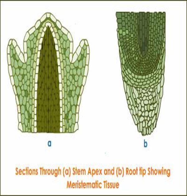 معمل 3 األنسجة النباتية النسيج هو مجموعة من الخاليا إما الوظيفة فتسمى نسيج معقد.