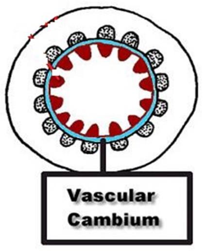 الكامبيوم أو بين خاليا القشرة وتسمى الفيلوجن.