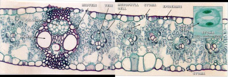 cells تحور بعض الخاليا الي ثغور في األوراق.