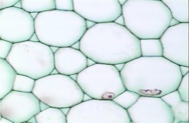 معمل 4 األنسجة النباتية النسيج Ground Tissues األساسي النسيج األساسي Ground Tissues وهو مجموعة األنسجة التي تتواجد فيما بين البشرة والحزم الوعائية وهى أنسجة بسيطة بمعنى أن كل نسيج يتكون من نوع واحد