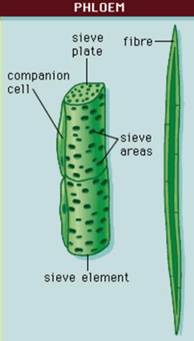 معمل 5 ثانياا / اللحاء : Phloem وهو النسيج الذي يقوم بتوصيل المواد الغذائية المجهزة من األوراق إلى بقية أجزاء النبات ويشمل: عناصر غربالية Sieve elements.1 الخاليا المرافقة Companion cells.