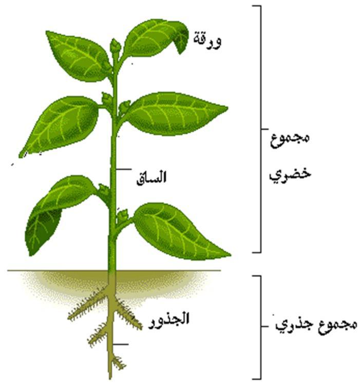 معمل 7 الساق Stem أجزاء النبات الساق الجذر الورقة الزهرة الساق: هي أي جزء من النبات تنمو عليه األوراق أو األزهار أو البراعم. وظائف الساق: نقل الماء والغذاء بين أجزاء النبات المختلفة.