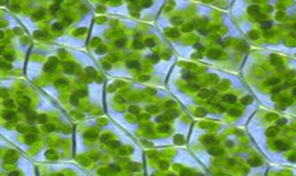 معمل 1 البالستيدات : Plastids هي عبارة عن عضيات تتواجد في سيتوبالزم الخلية النباتية والطحالب فقط.