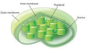 1 البالستيدات الخضراء : Chloroplast أهم صبغاتها الكلوروفيل مع وجود األنواع األخرى بكميات أقل ومهمة هذا النوع هي البناء الضوئي.