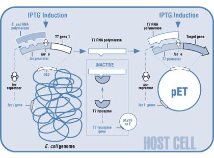 The Host Strains Host Strains 31xv After plasmids are established in a non-expression host, they are most often transformed into a host bearing the T7 RNA polymerase gene ( DE3 lysogen) for