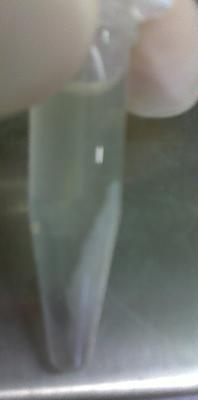 recombinant then we platted them onto petri dishes and we continued the protocol until ELISA test