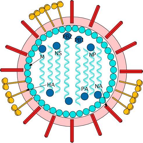 A representation of the flu virus that shows the outer shell and a cutaway revealing the 8 RNA pieces that comprise the genome of the virus.